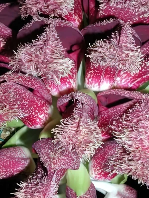 Bild von Bulbophyllum phalaenopsis 2